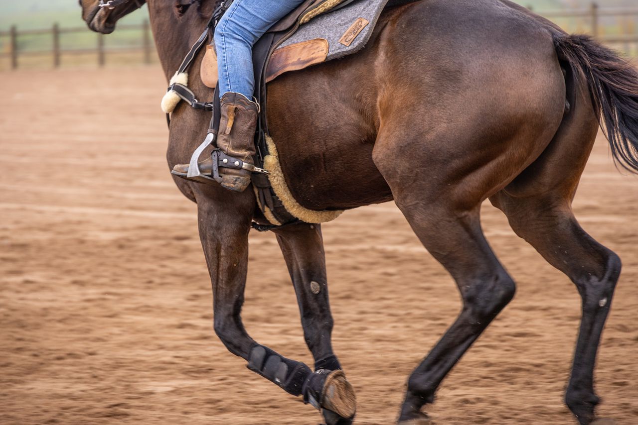 Close-up of a rider on a horse, showcasing equestrian gear in a sandy outdoor arena.